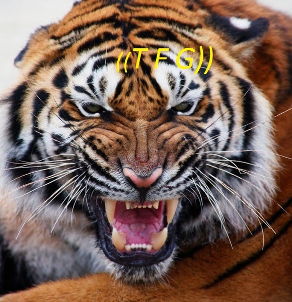 Tiger 3 .Boss Of((TFG))
