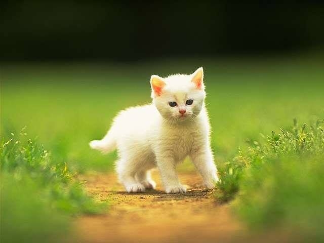 Fahadali