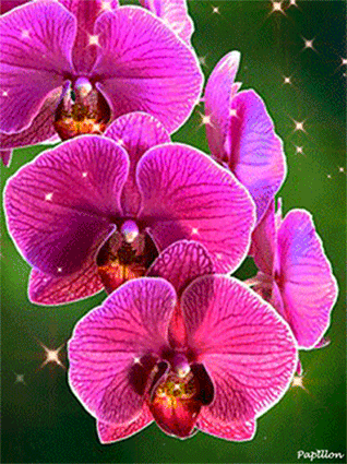 Orchid