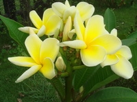 Flora