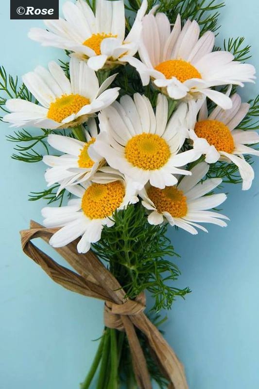 â€Zinniaâ€ TY âœ¿ROSEâœ¿