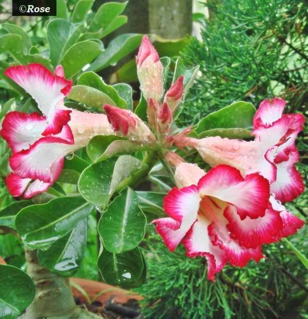 Allamanda