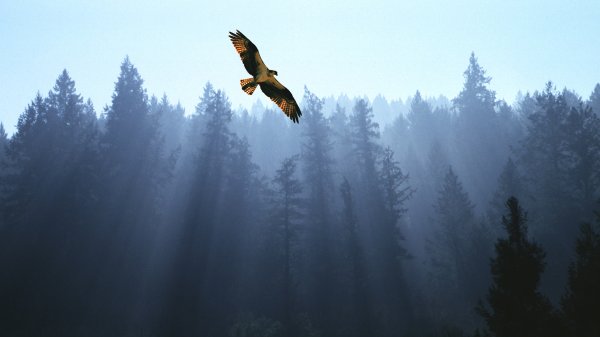 Winner: fly
