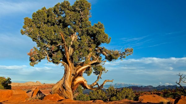Winner: tree