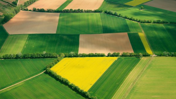 Winner: free yellow